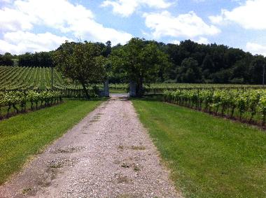 The driveway and vineyards