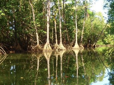 Villa in Dominical (Puntarenas) or holiday homes and vacation rentals