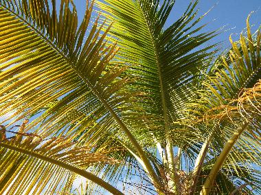 Holiday Apartment in Curacao (Curacao) or holiday homes and vacation rentals