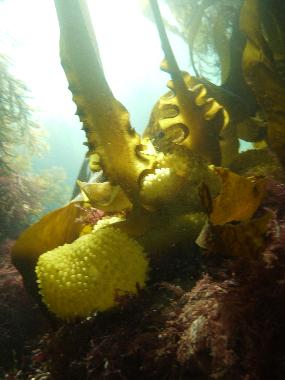 Holiday House in Plouz�lambre (C�tes-d