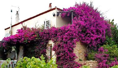 Holiday House in Baja Sardinia (Sassari) or holiday homes and vacation rentals