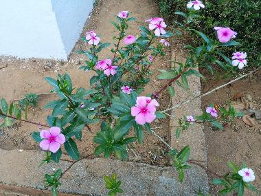 Bed and Breakfast in Virajpet (Karnataka) or holiday homes and vacation rentals