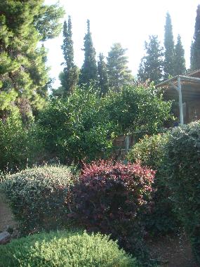 Garden of the residence