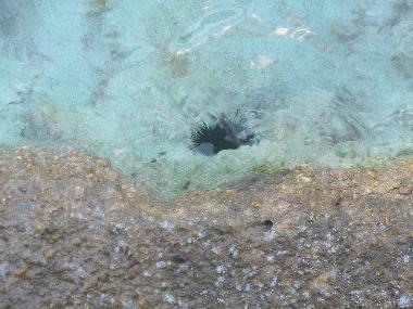 Holiday Apartment in Valledoria (Sassari) or holiday homes and vacation rentals