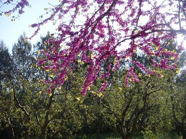 Holiday Apartment in Bibbona (Livorno) or holiday homes and vacation rentals