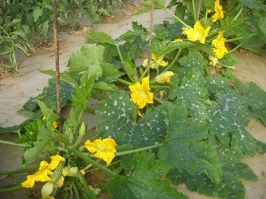 Holiday Apartment in Bibbona (Livorno) or holiday homes and vacation rentals