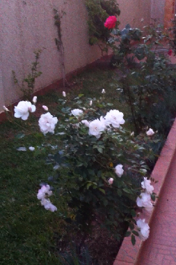 Holiday Apartment in Asilah (Tanger) or holiday homes and vacation rentals