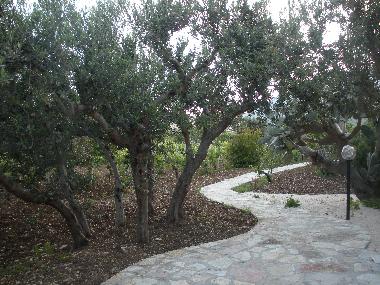 Viale tra gli ulivi