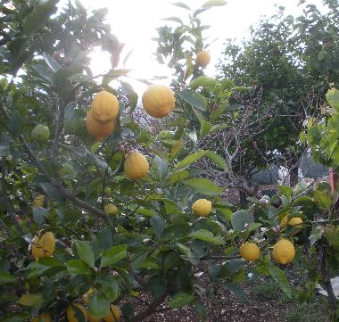 Albero di limoni