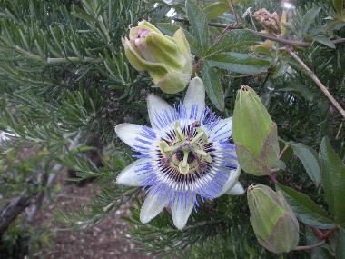 Fiori in giardino