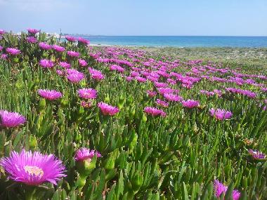 Torre Ovo Beach