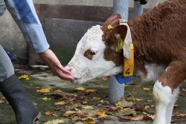 Holiday Apartment in Urweiler (St. Wendel) or holiday homes and vacation rentals