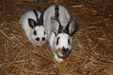 Holiday Apartment in Urweiler (St. Wendel) or holiday homes and vacation rentals