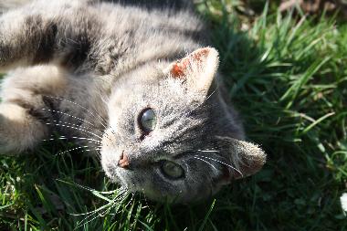 Holiday Apartment in Urweiler (St. Wendel) or holiday homes and vacation rentals