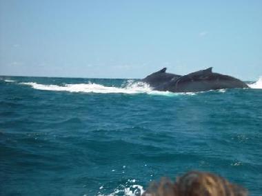 Holiday Apartment in Cabarete (Puerto Plata) or holiday homes and vacation rentals