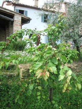 Holiday Apartment in Monte san savino (Arezzo) or holiday homes and vacation rentals