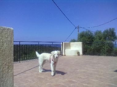 Villa in Antipata (Kefallinia) or holiday homes and vacation rentals