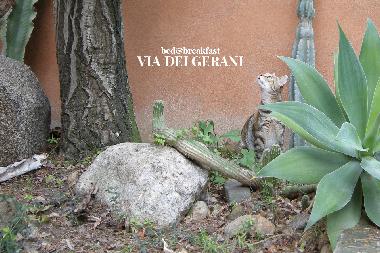 B&B VIA DEI GERANI