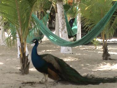 Bed and Breakfast in Playa del Carmen (Quintana Roo) or holiday homes and vacation rentals