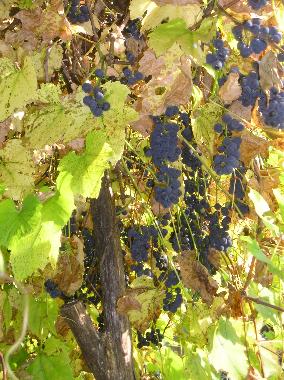 Holiday Apartment in Viganella (VB) (Verbano-Cusio-Ossola) or holiday homes and vacation rentals