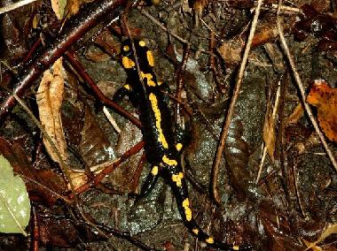 Holiday Apartment in Viganella (VB) (Verbano-Cusio-Ossola) or holiday homes and vacation rentals