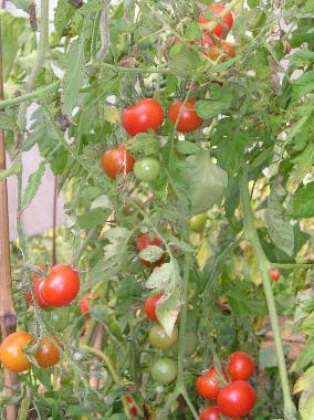 Holiday Apartment in Viganella (VB) (Verbano-Cusio-Ossola) or holiday homes and vacation rentals