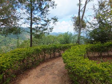 Bed and Breakfast in kandy (Kandy) or holiday homes and vacation rentals