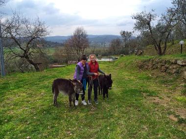 Holiday House in Monte San Savino (Arezzo) or holiday homes and vacation rentals