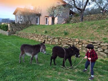 Holiday House in Monte San Savino (Arezzo) or holiday homes and vacation rentals