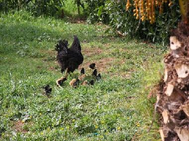 Holiday House in Campos (Mallorca) or holiday homes and vacation rentals