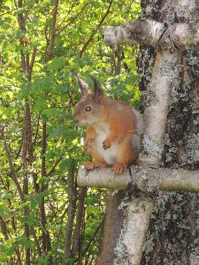 A cute visitor in the garden