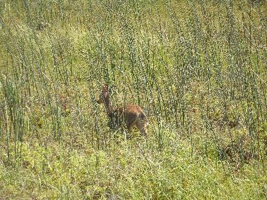 Wild Deer