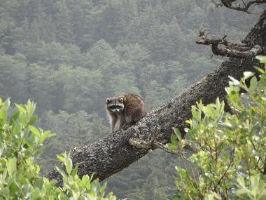 Wild Racoon in old growth at back of house