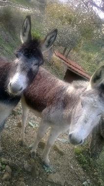 Villa in Perdifumo  (Salerno) or holiday homes and vacation rentals