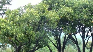 Villa in Calenzana (Haute-Corse) or holiday homes and vacation rentals