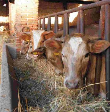 Holiday Apartment in Lucca (Lucca) or holiday homes and vacation rentals