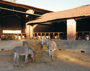 Holiday Apartment in Lucca (Lucca) or holiday homes and vacation rentals