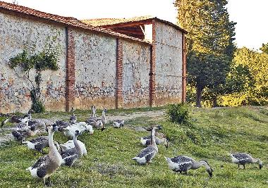 Holiday Apartment in Lucca (Lucca) or holiday homes and vacation rentals