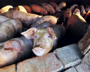 Holiday Apartment in Lucca (Lucca) or holiday homes and vacation rentals