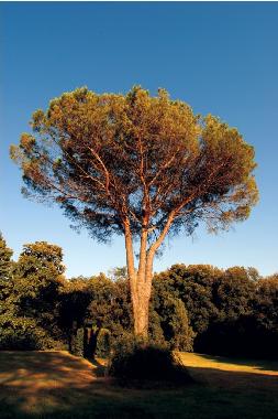 Holiday Apartment in Lucca (Lucca) or holiday homes and vacation rentals