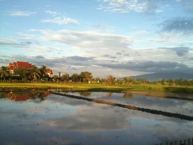 View over the rice-fields from the garden