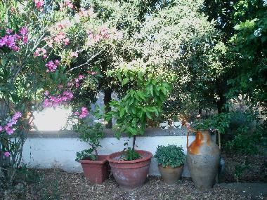Holiday House in Martina Franca (Taranto) or holiday homes and vacation rentals