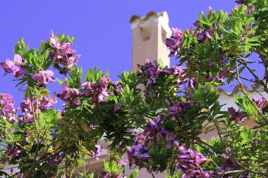 Holiday Apartment in Calasetta (Carbonia-Iglesias) or holiday homes and vacation rentals