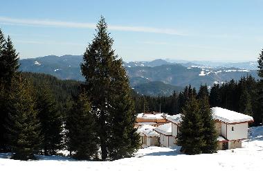 Our chalet village in the forest