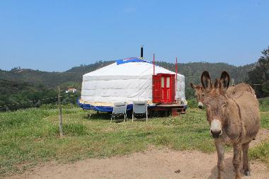 two of the friendly neigbours of the yurt