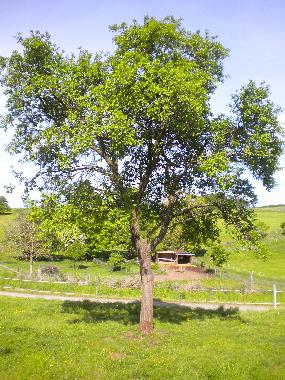 Holiday House in Hellenthal Bungenberg (Eifel und Region Aachen) or holiday homes and vacation rentals