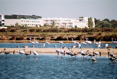 flamingos in fuseta