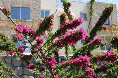 Holiday Apartment in Bacheli (Kyrenia) or holiday homes and vacation rentals