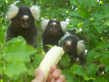 Bed and Breakfast in Pau Amarelo (Pernambuco) or holiday homes and vacation rentals
