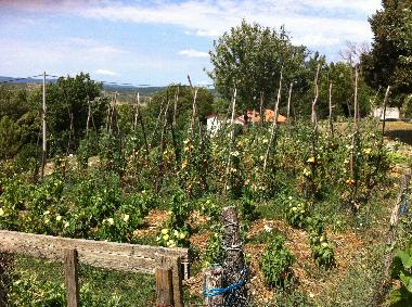  Garden with vegetables